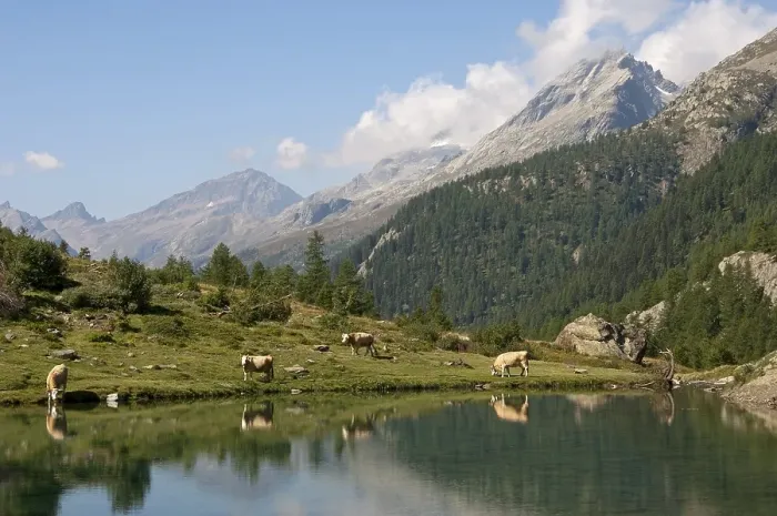 Framed Print : Alpine landscape with a lake and cows Framed Print : Alpine landscape with a lake and cows
