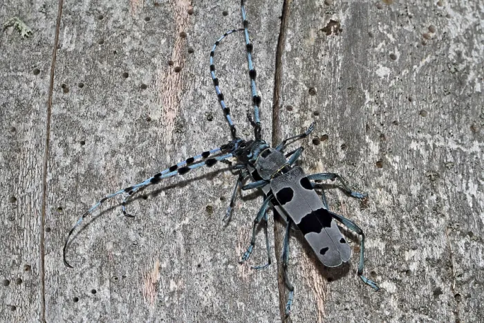 Framed Print : Alpine longhorn beetle (Rosalia alpina)