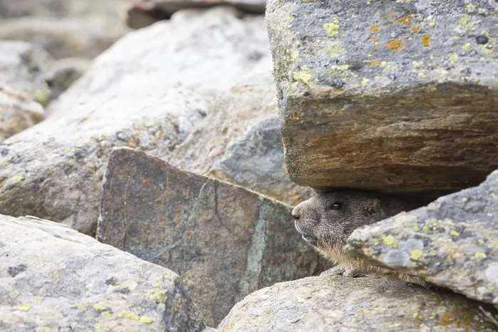 Framed Print : An alpine marmot hides under a rock