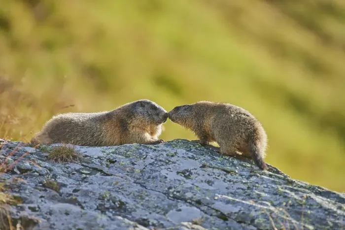 Framed Print : Alpine marmot (Marmota marmota)