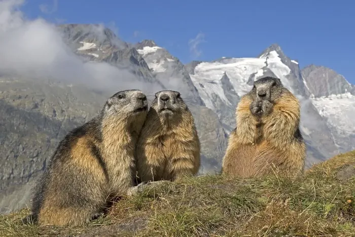 Framed Print : Alpine marmot (Marmota marmota)