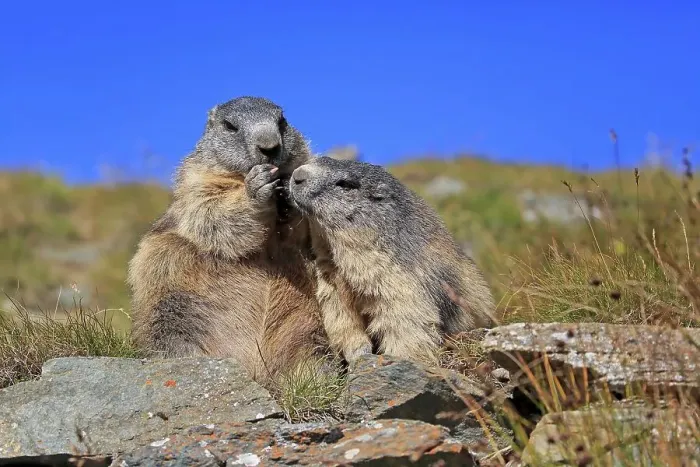 Framed Print : Alpine Marmot (Marmota marmota)