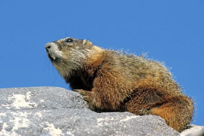 Framed Print : Alpine marmot (Marmota marmota)