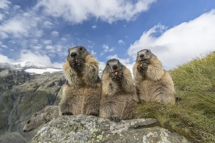 Framed Print : Four Alpine Marmot, Marmota marmota
