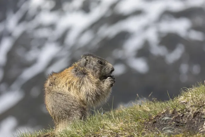 Framed Print : One Alpine Marmot, Marmota marmota
