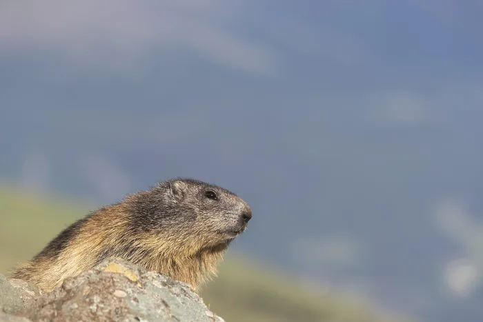 Framed Print : One Alpine Marmot, Marmota marmota Framed Print : One Alpine Marmot, Marmota marmota