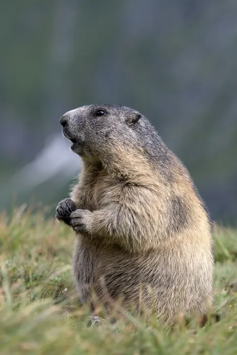 Framed Print : Alpine marmot (Marmota marmota)