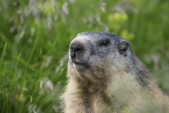 Framed Print : Alpine marmot (Marmota marmota) Framed Print : Alpine marmot (Marmota marmota)