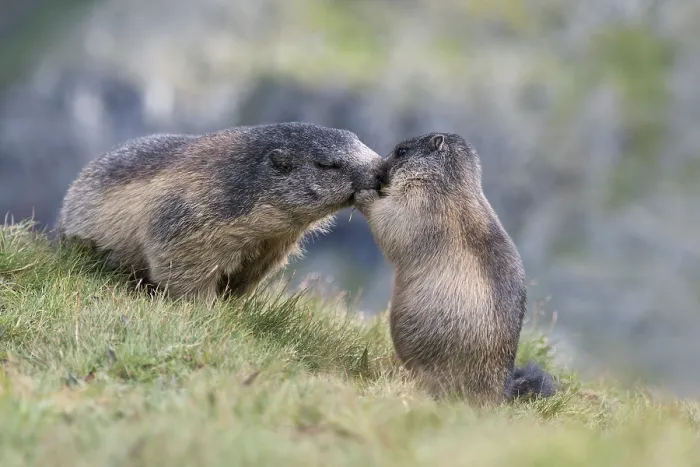 Framed Print : Alpine marmot (Marmota marmota)