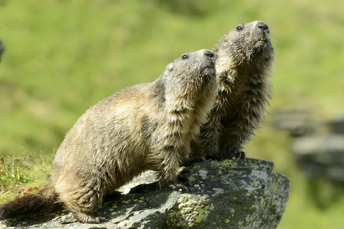 Framed Print : Alpine Marmot (Marmota marmota)