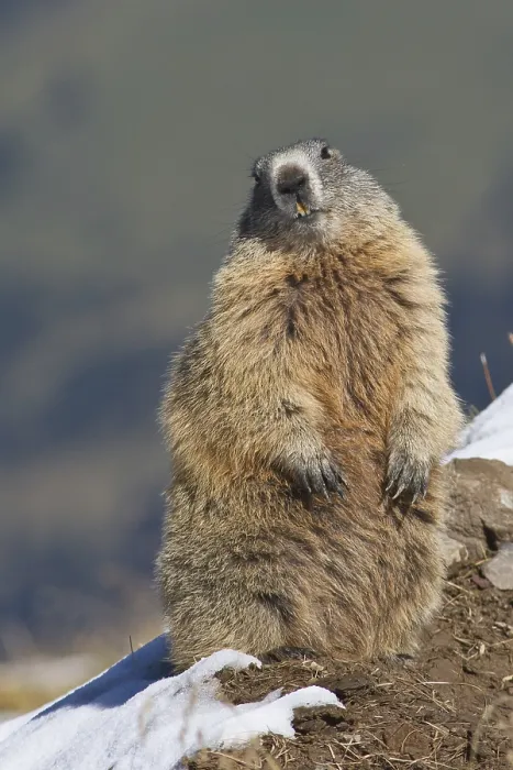 Framed Print : Alpine marmot (Marmota marmota)