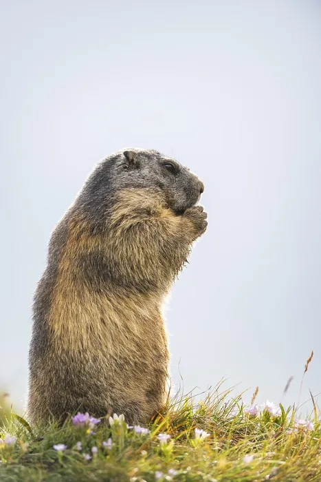 Framed Print : Alpine marmot (Marmota marmota) in autumn
