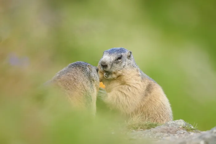 Framed Print : Alpine marmot (Marmota marmota) on a meadow in summer