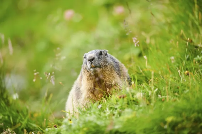 Framed Print : Alpine marmot (Marmota marmota) on a meadow in summer