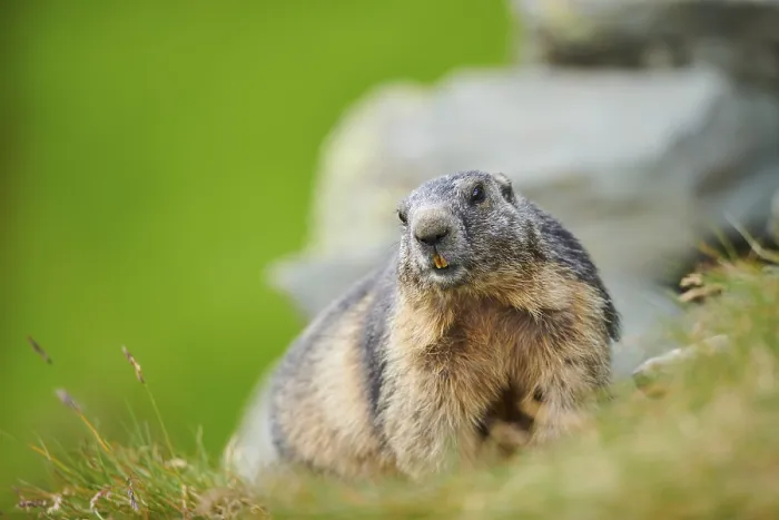 Framed Print : Alpine marmot (Marmota marmota) on a meadow in summer Framed Print : Alpine marmot (Marmota marmota) on a meadow in summer