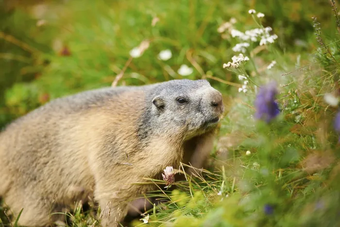 Framed Print : Alpine marmot (Marmota marmota) on a meadow in summer
