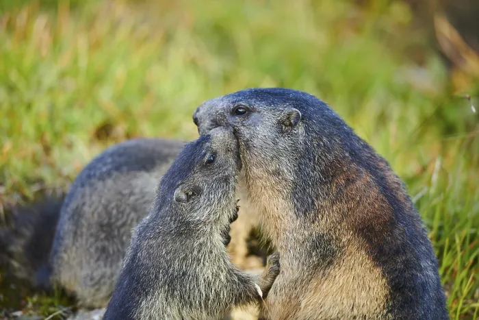 Framed Print : Alpine marmot (Marmota marmota) mother with her youngster on a meadow in summer
