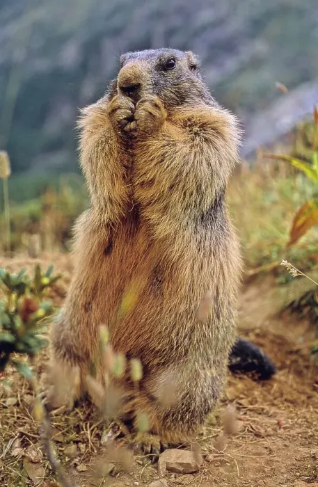 Framed Print : Alpine marmot Marmota marmota near Saas Fee Switzerland