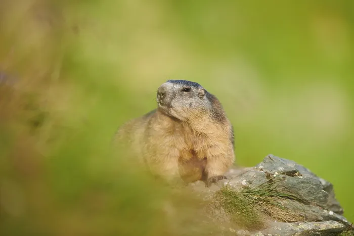 Framed Print : Alpine marmot (Marmota marmota) on a rock in summer