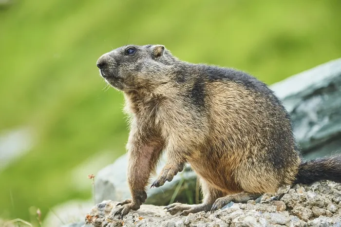 Framed Print : Alpine marmot (Marmota marmota) on a rock in summer Framed Print : Alpine marmot (Marmota marmota) on a rock in summer