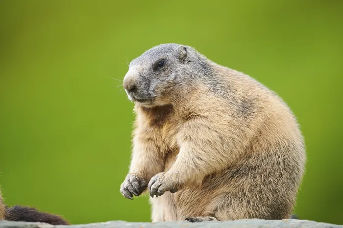 Framed Print : Alpine marmot (Marmota marmota) on a rock in summer