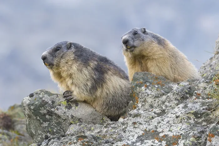Framed Print : Alpine Marmot (Marmota marmota) on rocks