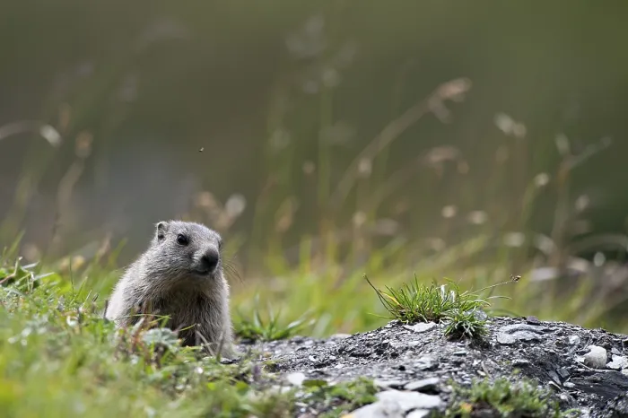 Framed Print : Alpine marmot (Marmota marmota) sitting next to its burrow Framed Print : Alpine marmot (Marmota marmota) sitting next to its burrow