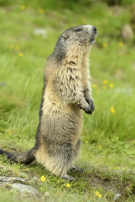 Framed Print : Alpine marmot (Marmota Marmota) standing in meadow Framed Print : Alpine marmot (Marmota Marmota) standing in meadow