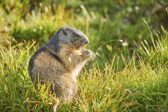 Framed Print : Alpine marmot (Marmota marmota) youngster on a meadow in summer