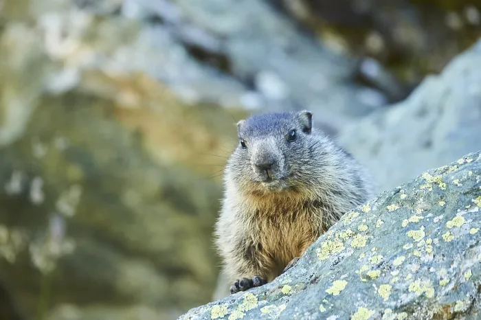 Framed Print : Alpine marmot (Marmota marmota) youngster on a rock in summer