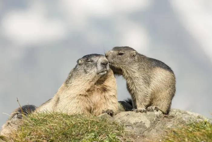 Framed Print : Two alpine marmots (Marmota marmota) Framed Print : Two alpine marmots (Marmota marmota)