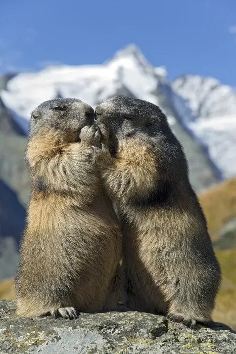 Framed Print : Alpine marmots (Marmota marmota)