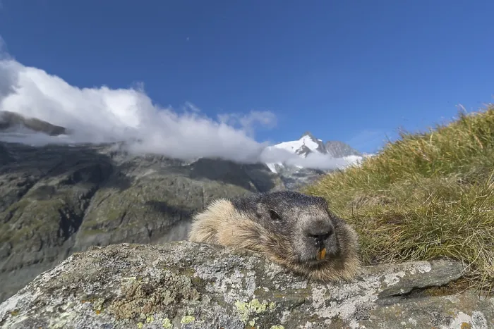 Framed Print : One Alpine Marmots, Marmota marmota Framed Print : One Alpine Marmots, Marmota marmota