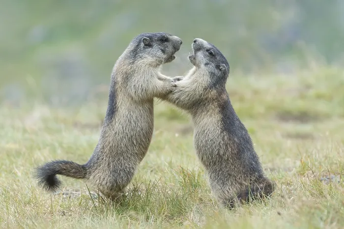 Framed Print : Alpine Marmots (Marmota marmota)