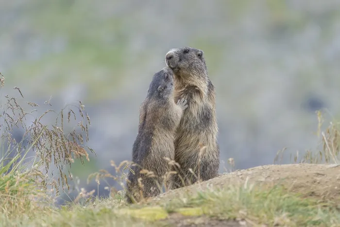 Framed Print : Alpine Marmots (Marmota marmota)