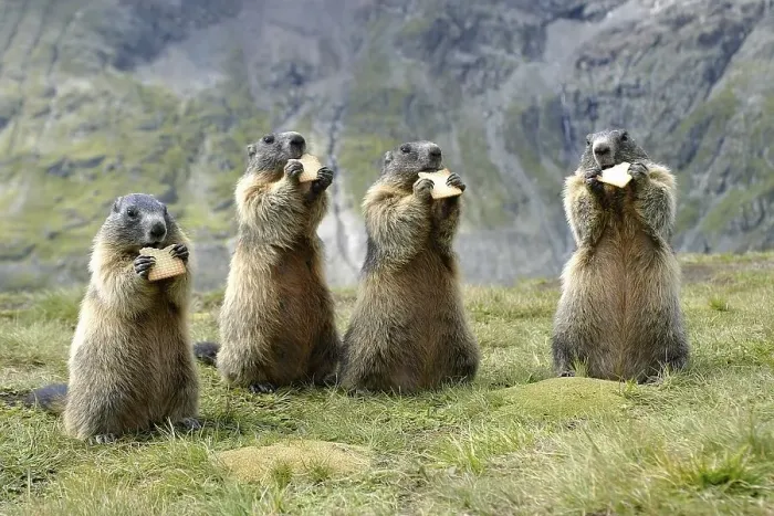 Framed Print : Alpine Marmots (Marmota marmota) eat biscuits