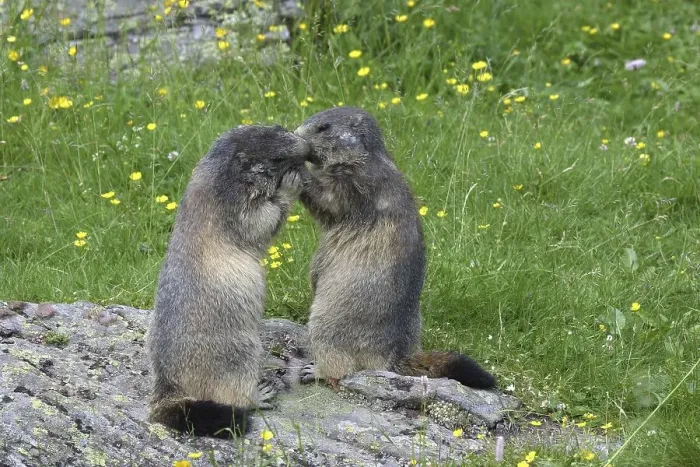 Framed Print : Alpine Marmots (Marmota marmota) kissing