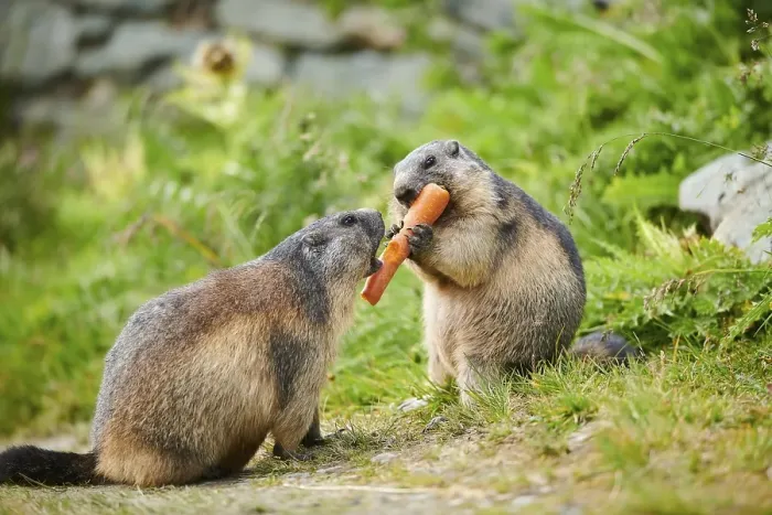 Framed Print : Alpine marmots (Marmota marmota) on a meadow in summer Framed Print : Alpine marmots (Marmota marmota) on a meadow in summer