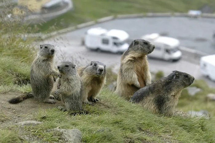 Framed Print : Alpine Marmots (Marmota marmota) with youngs Framed Print : Alpine Marmots (Marmota marmota) with youngs