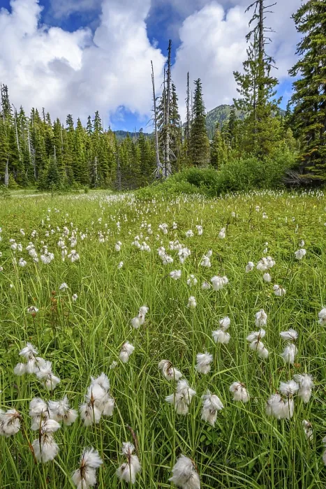 Framed Print : An alpine meadow filled with Slender Cottongrass (Eriophorum gracile) in Strathcona Provincial Park