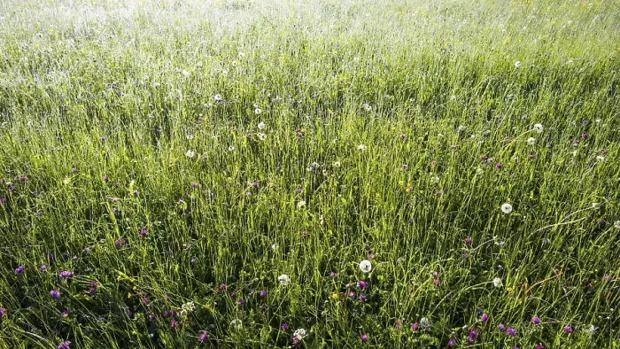 Framed Print : Alpine meadow, Lorettowiesen near Oberstdorf