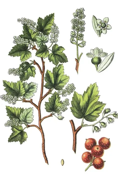 Framed Print : Alpine or Mountain Currant (Ribes alpinum)