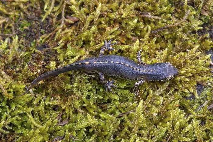 Framed Print : Alpine newt (Ichthyosaura alpestris)