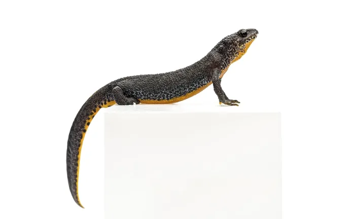 Framed Print : Alpine Newt, Ichthyosaura alpestris Framed Print : Alpine Newt, Ichthyosaura alpestris