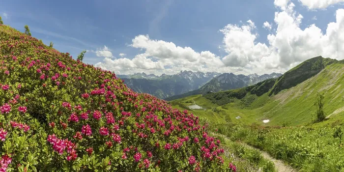 Framed Print : Alpine rose blossom