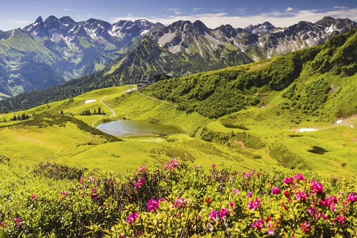 Framed Print : Alpine rose blossom