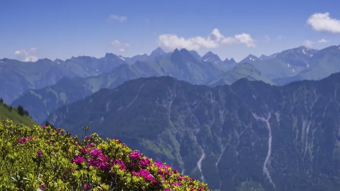 Framed Print : Alpine rose blossom on the Fellhorn