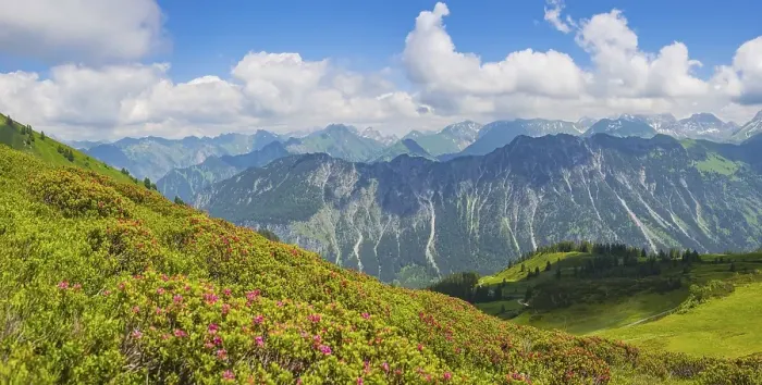 Framed Print : Alpine rose blossom, panorama from Fellhorn Framed Print : Alpine rose blossom, panorama from Fellhorn
