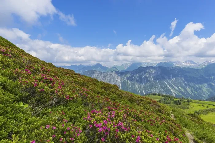 Framed Print : Alpine rose blossom, panorama from Fellhorn
