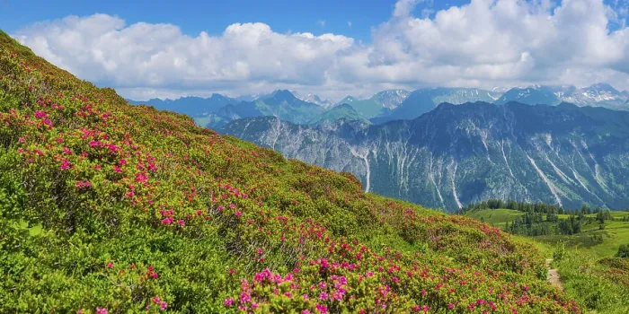 Framed Print : Alpine rose blossom, panorama from Fellhorn